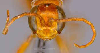Media type: image;   Entomology 25735 Aspect: head frontal view